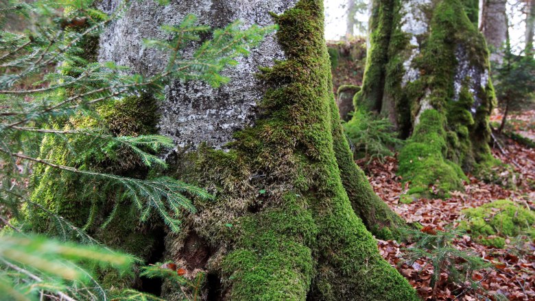 Moosbewachsene Baumst&auml;mme im Wald des Wildnisgebiets D&uuml;rrenstein.