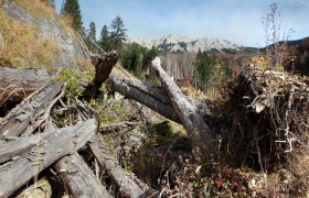 Fallen trees in the D&uuml;rrenstein wilderness area with mountains in the background.