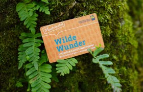 Wilde Wunder Card, © weinfranz.at