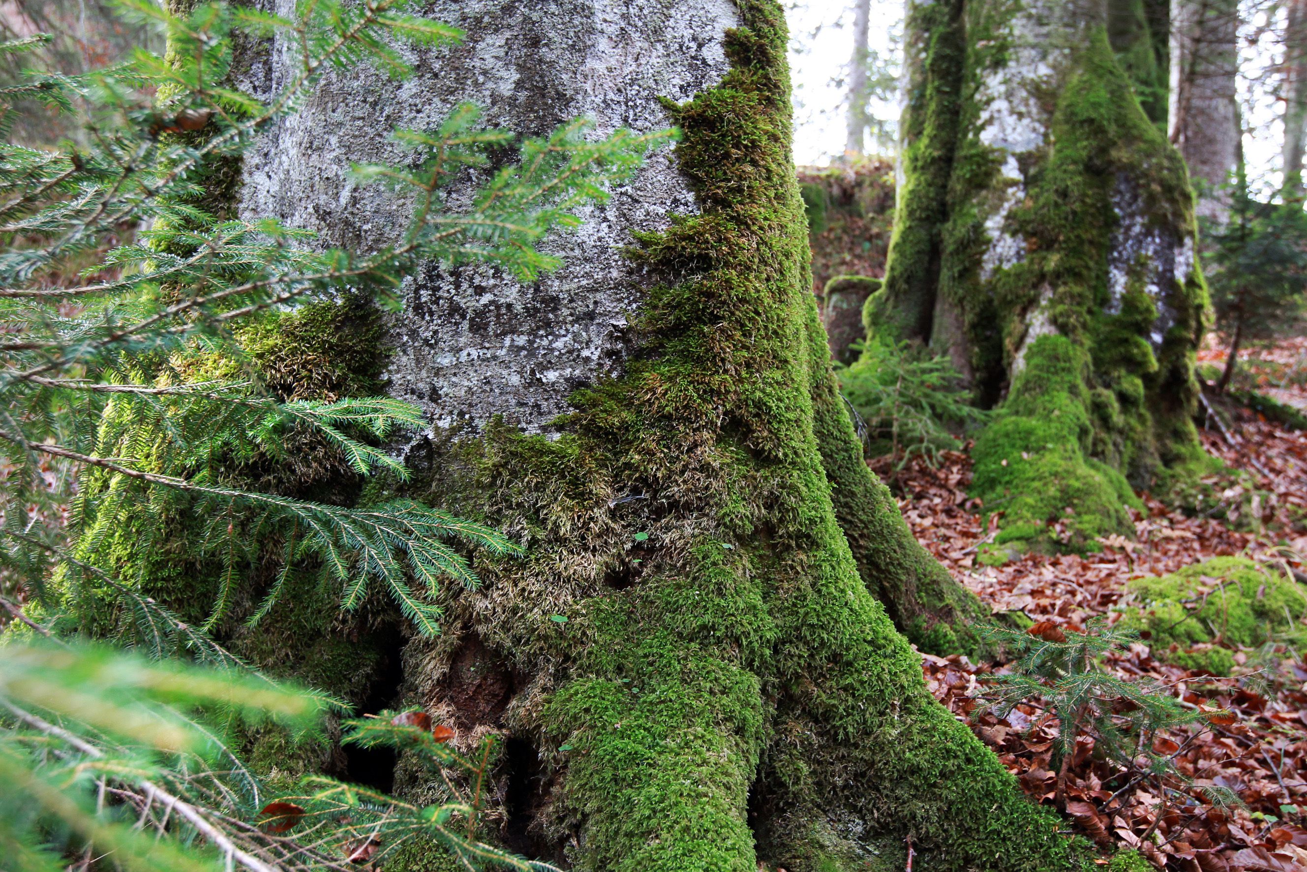 Moss-covered tree trunks in the forest of the Dürrenstein Wilderness Area.